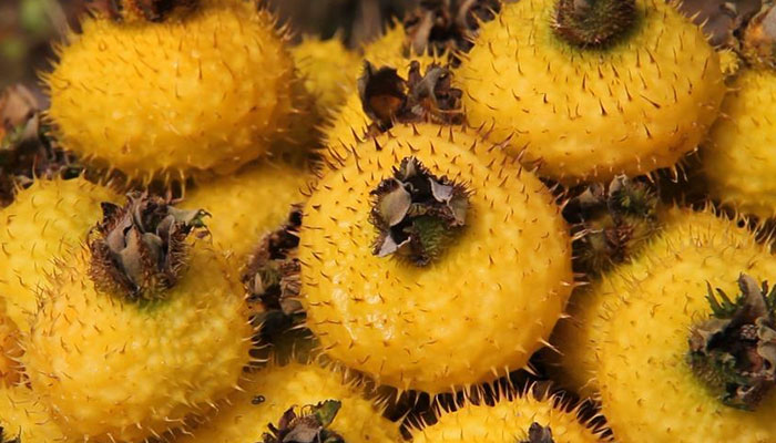 ����Ĺ�Ч������ ����ͼƬ